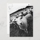 Schafe ポストカード (正面/裏面)