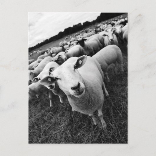 Schafe ポストカード (正面)