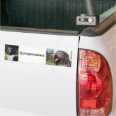 schapendoes バンパーステッカー (トラック上)