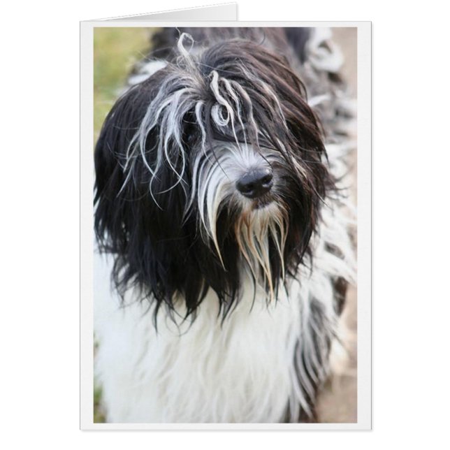 schapendoes.png (正面)