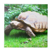 Schildi タイル (正面)