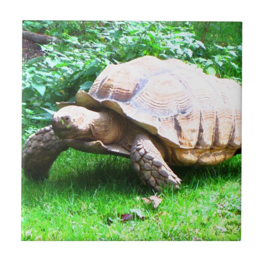 Schildi タイル (正面)