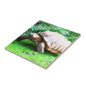 Schildi タイル (側面)