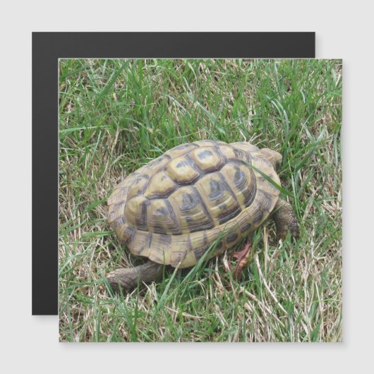 Schildkröte  (正面/裏面)