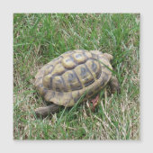 Schildkröte  (正面)