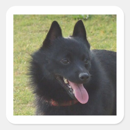 Schipperke.png スクエアシール (正面)