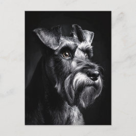 Schnauzer Monochrome Portrait ポストカード