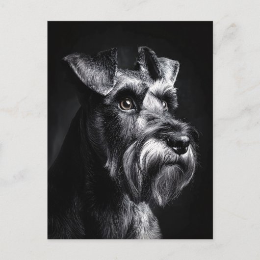 Schnauzer Monochrome Portrait ポストカード (正面)