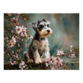 Schnauzer Puppy Among Spring Cherry Blossoms ポスター (正面)
