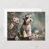 Schnauzer Puppy Among Spring Cherry Blossoms ポストカード (正面/裏面)