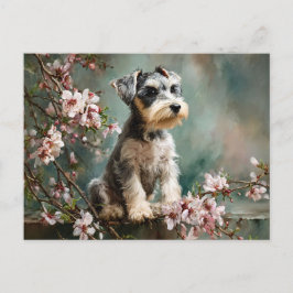 Schnauzer Puppy Among Spring Cherry Blossoms ポストカード