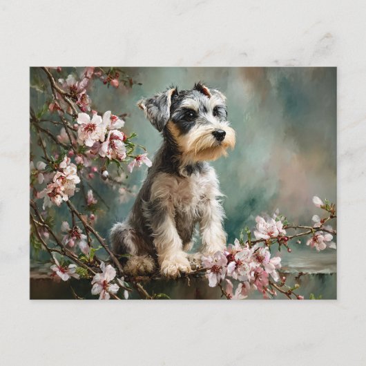 Schnauzer Puppy Among Spring Cherry Blossoms ポストカード (正面)