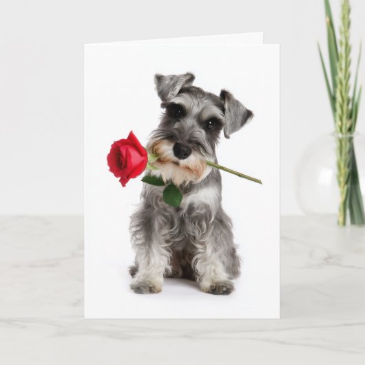 Schnauzer Valentine – Faithful Love with a Rose カード (正面)