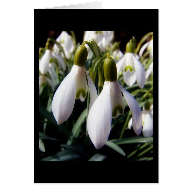 schneegloeckchen (正面)