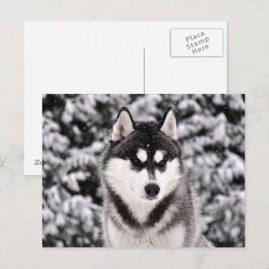 schneezauber ポストカード (正面/裏面)