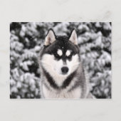 schneezauber ポストカード (正面)