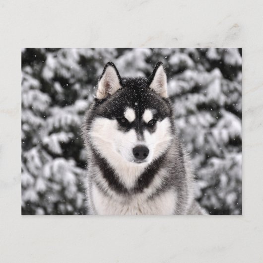 schneezauber ポストカード (正面)