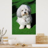 schöner,weißer Havaneser-Hund sitzend,Blickkontakt ポスター (キッチン)