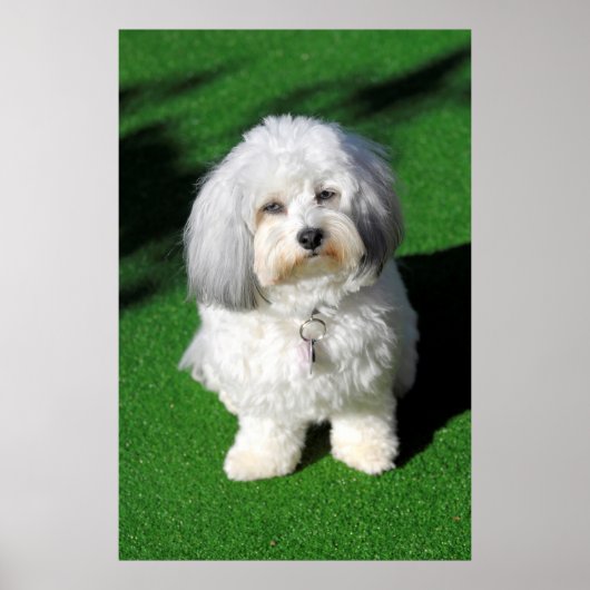 schöner,weißer Havaneser-Hund sitzend,Blickkontakt ポスター (正面)