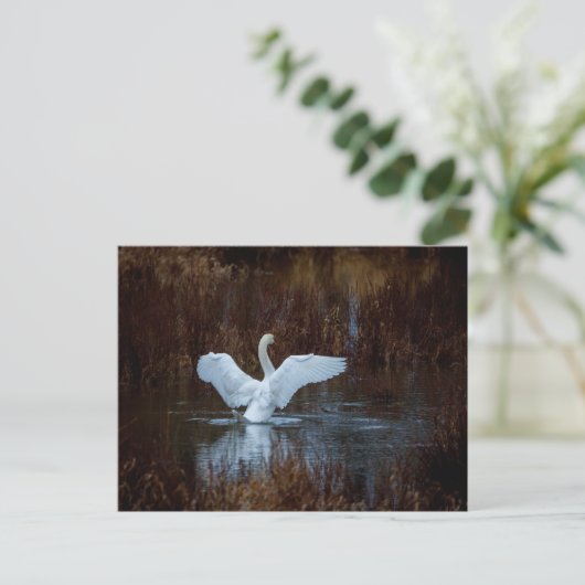 Schwan beim morgendlichen Bad  ポストカード (スタンド正面)