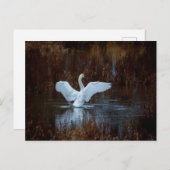 Schwan beim morgendlichen Bad ポストカード (正面/裏面)