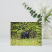 Schwarzbär im Wald ポストカード (スタンド正面)