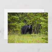Schwarzbär im Wald ポストカード (正面/裏面)