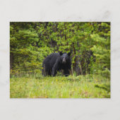 Schwarzbär im Wald ポストカード (正面)