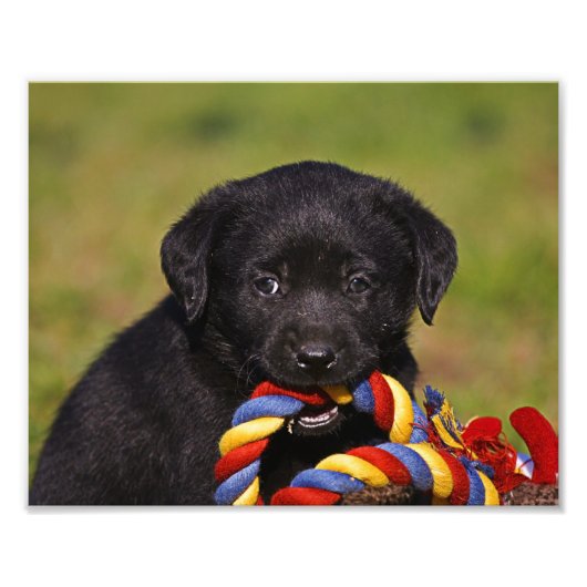 schwarzer Hund Labrador Retriever Welpe Fotoposter フォトプリント (正面)