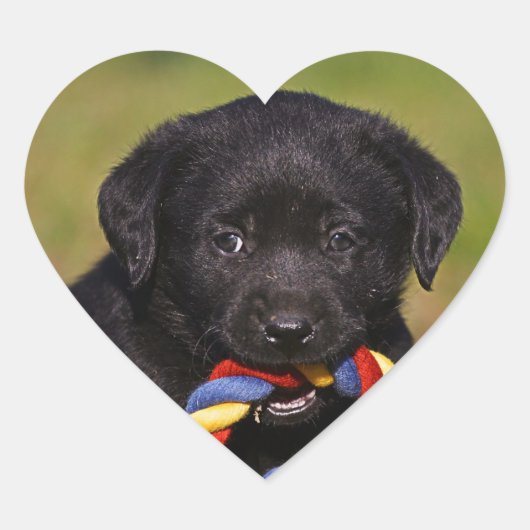 schwarzer Hund Labrador Retriever Welpe Sticker ハートシール (正面)