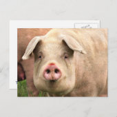 Schwein gehabt ポストカード (正面/裏面)