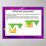 Science, Digestion, Enzymes at work ポスター<br><div class="desc">Intended for use in schools,  youth clubs,  etc and for personal research into particular topics. They were designed as lesson starters to provide points of discussion. Ideal for classroom displays as well as walls at home. Great aid for home schooling. Science,  Digestion,  Enzymes at work</div>