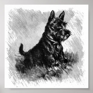 Scottie Puppy Charcoal Style ポスター