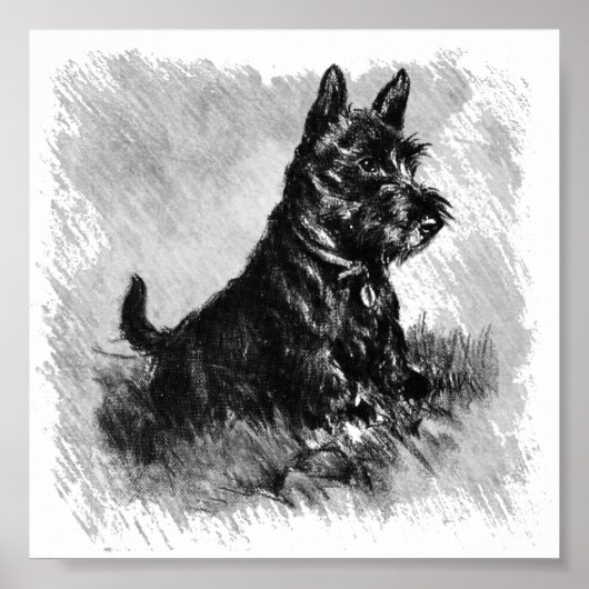 Scottie Puppy Charcoal Style ポスター (正面)