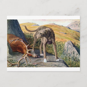 Scottish deerhound ポストカード