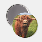 Scottish Highland Cattle - Scotland マグネット (正面/裏面)