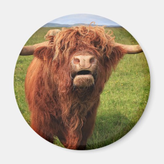 Scottish Highland Cattle - Scotland マグネット (正面)