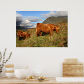 Scottish Highland Cow in Scotland, Highlander ポスター (キッチン)