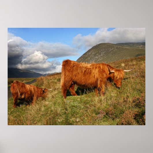 Scottish Highland Cow in Scotland, Highlander ポスター (正面)