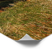 Scottish Highland Cow in Scotland, Highlander ポスター (角)