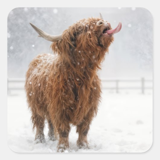 Scottish Highland Cow Licking Snowflakes スクエアシール (正面)
