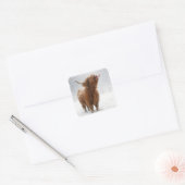 Scottish Highland Cow Licking Snowflakes スクエアシール (封筒)