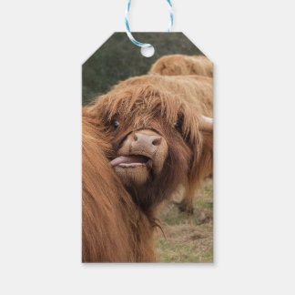 Scottish Highland cow photograph  ギフトタグ