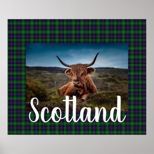 Scottish Highland Steer ポスター (正面)