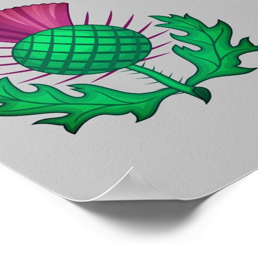Scottish Thistle ポスター (角)