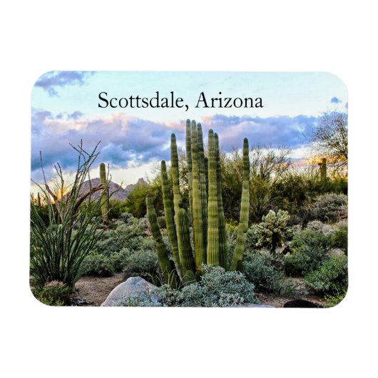Scottsdale Succulent Sunset, Scottsdale，アリゾナ マグネット (横)