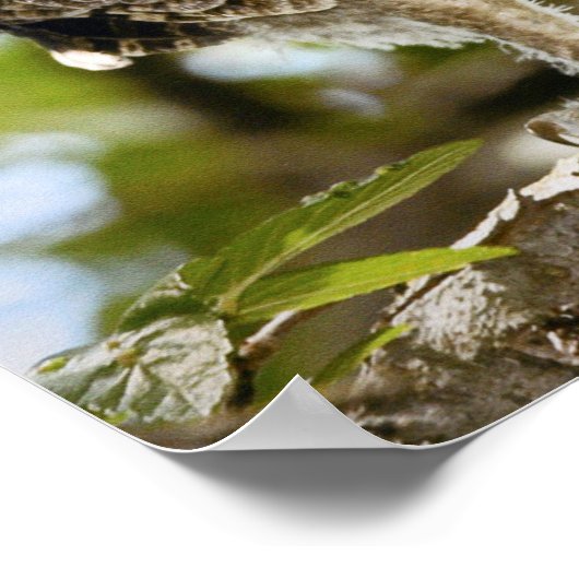 Screech Owls Chicks ポスター (角)