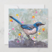 Scrub Jay (正面)