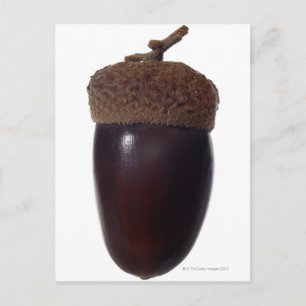 Scrub Oak Acorn (Quercus beridifolia)閉じる ポストカード