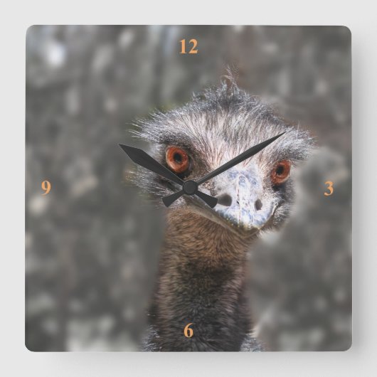 Scruffy Ole Bird, Emu. スクエア壁時計 (正面)